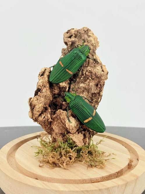 Opgezette Smaragdgroene Juweelkevers - Wildernis Atelier, Verzamelen, Dierenverzamelingen, Nieuw, Opgezet dier, Ophalen of Verzenden