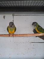 Bonteboer papegaaien, Dieren en Toebehoren, Vrouwelijk, Papegaai, Geringd