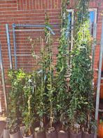Toscaanse Jasmijn - Heerlijk geurende klimplant, Ophalen, Klimplanten, Volle zon