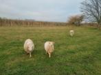 Diverse ooien van juni  2025 te koop, Dieren en Toebehoren, Vrouwelijk, Schaap