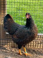 Barnevelder kriel dubbel gezoomd, Dieren en Toebehoren, Pluimvee, Kip