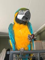 Tamme ara man, Dieren en Toebehoren, Mannelijk, Papegaai