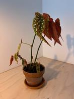 Begonia Maculata - Stippenplant, Huis en Inrichting, Kamerplanten, Ophalen, In pot, Halfschaduw, Minder dan 100 cm