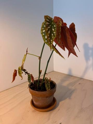 Begonia Maculata - Stippenplant beschikbaar voor biedingen