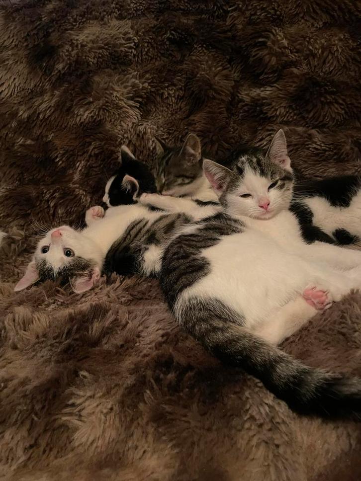 Super lieve kittens, 3 katers en 2 poezen, Dieren en Toebehoren, Katten en Kittens | Overige Katten, Meerdere dieren