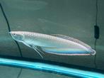 GEZOCHT! zwarte arowana 25/30cm, Dieren en Toebehoren, Vissen | Aquariumvissen, Vis