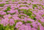 Sedum Spectabile Brilliant, Ophalen, Bodembedekkers, Volle zon, Vaste plant
