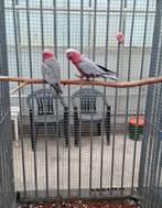 Koppel roze kaketoe, Dieren en Toebehoren, Vogels | Parkieten en Papegaaien, Meerdere dieren, Papegaai, Geringd