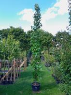 Liquidambar styraciflua 'Slender Silhouette' (Amberboom), Tuin en Terras, Planten | Bomen, Bloeit niet, Overige soorten, 250 tot 400 cm