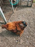 Zijdehoenders (hen + haan), Dieren en Toebehoren, Meerdere dieren, Kip