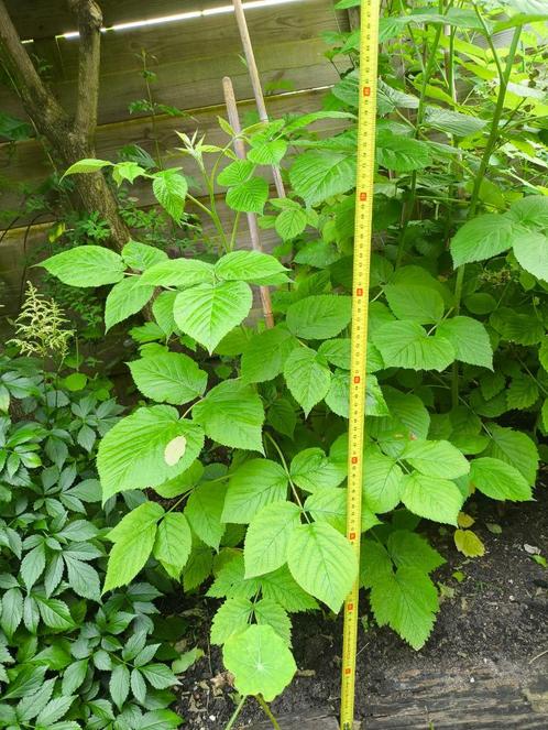 Framboos struik, Tuin en Terras, Planten | Struiken en Hagen, Struik, Overige soorten, Minder dan 100 cm, Ophalen