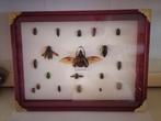 Taxidermy, Verzamelen, Dierenverzamelingen, Ophalen of Verzenden, Nieuw, Insect, Opgezet dier