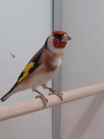 1-1 Major putters, Dieren en Toebehoren, Vogels | Overige Vogels, Meerdere dieren, Wildzangvogel, Geringd