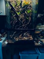 Exo terra paludarium 40x40x90, Dieren en Toebehoren, Ophalen, Zo goed als nieuw, Terrarium of Paludarium