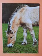 paard kaart poppverlag Fjordenpaard, Ophalen, 1980 tot heden, Ongelopen, Paard