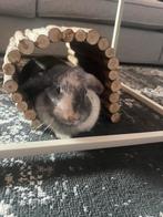 Konijn, Dieren en Toebehoren, Konijnen, Vrouwelijk, Dwerg