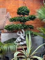 Ficus Binnen Bonsai XL - Diverse Modellen, Ophalen