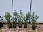 Portugese laurier 60cm haagplanten, Ophalen, Laurier, Haag, Minder dan 100 cm