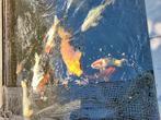 12 Koi karpers, Dieren en Toebehoren, Vissen | Vijvervissen, Karper of Koi