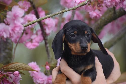 Teckel pups kaninche en dwerg 🌸🐾 bloesem streelt puppy 😍, Dieren en Toebehoren, Honden | Teckels en Dashonden, Meerdere dieren