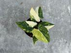 Philodendron Gloriosum Albo Variegata Ø14, Ophalen of Verzenden, Halfschaduw, Minder dan 100 cm