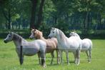 Gezocht najaarsweide, Dieren en Toebehoren, Ophalen, Overige soorten
