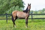 Arabisch volbloed hengst uit 2023, Dieren en Toebehoren, Paarden, Hengst, Ontwormd, 0 tot 2 jaar