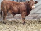 te koop 3 Qred limosine stamboek stieren, Dieren en Toebehoren, Runderen, Mannelijk, 0 tot 2 jaar