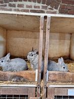 Kleurdwergen chinchilla.. jonge en overjarige dieren., Dieren en Toebehoren, Konijnen, Meerdere dieren, Dwerg