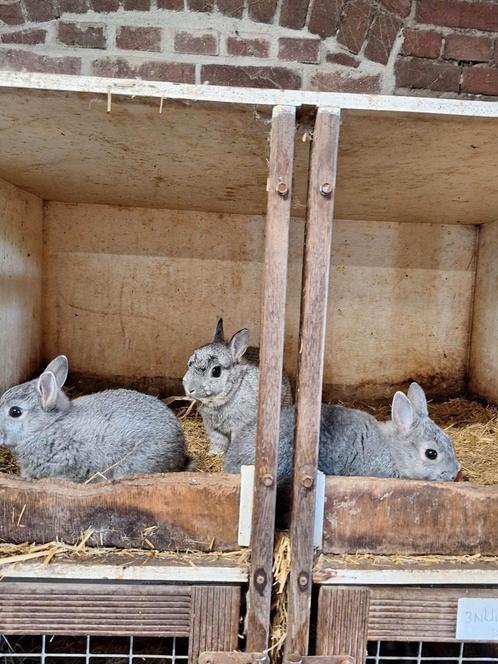 Kleurdwergen chinchilla.. jonge en overjarige dieren., Dieren en Toebehoren, Konijnen, Dwerg, Meerdere dieren