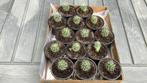 Te koop cactussen, Tuin en Terras, Planten | Tuinplanten, Vaste plant, Overige soorten, Ophalen, Bloeit niet