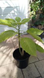 Gele Brugmansia, Tuin en Terras, Vaste plant, Halfschaduw, Zomer, Ophalen