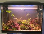 Aquarium en vissen te koop, Dieren en Toebehoren, Vissen | Aquaria en Toebehoren, Ophalen