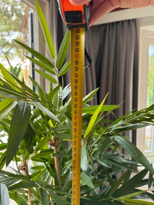 Kamerplant met geglazuurde pot kunst, Huis en Inrichting, Kamerplanten, Overige soorten, 150 tot 200 cm, Groene kamerplant, In pot