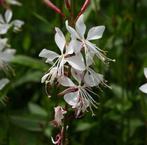 Gaura in potten te koop!, Ophalen, Zomer, Vaste plant, Volle zon