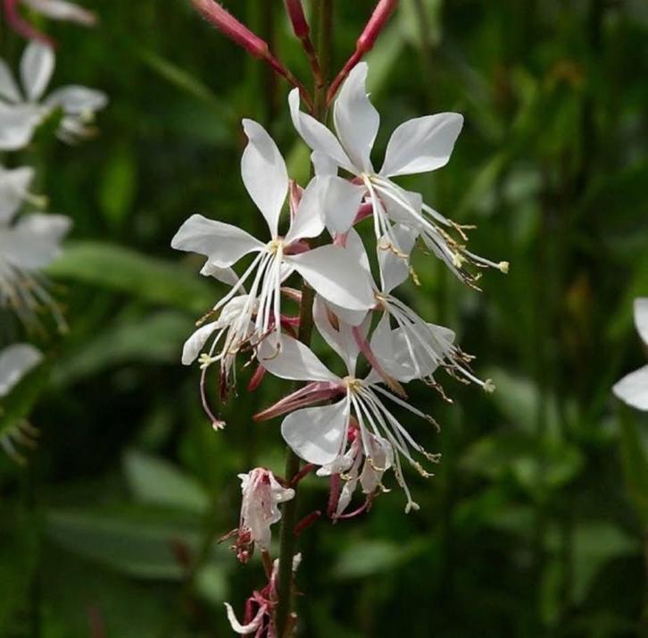 Gaura in potten te koop!, Tuin en Terras, Planten | Tuinplanten, Vaste plant, Volle zon, Zomer, Ophalen