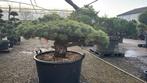 Japanse tuinbonsai, Niwaki , Pinus Parviflora, Japanse Ilex, 100 tot 250 cm, Zomer, Ophalen, Volle zon