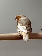 Zebravinken, Dieren en Toebehoren, Vogels | Overige Vogels, Meerdere dieren, Tropenvogel