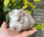 Zeer bijzondere kleur Lunkarya zeugje, Dieren en Toebehoren, Knaagdieren, Cavia, Vrouwelijk, Tam, Oktober