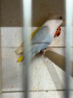 Opaline pale fallow pop, Dieren en Toebehoren, Vogels | Parkieten en Papegaaien, Vrouwelijk, Dwergpapegaai of Agapornis