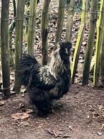 Zijdehoener haan, Dieren en Toebehoren, Pluimvee, Mannelijk, Kip