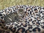 Lieve kittens en kater, Dieren en Toebehoren, Katten en Kittens | Overige Katten, Meerdere dieren, Kortharig, 0 tot 2 jaar