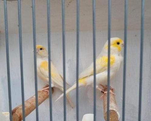 Geel mozaïek kanaries, Dieren en Toebehoren, Vogels | Kanaries, Kleurkanarie, Meerdere dieren