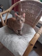 Rood en Zwart Katertje, Kater