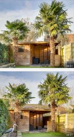 Prachtige Palmbomen voor uw tuin!, Tuin en Terras, Planten | Bomen, Bloeit niet, 100 tot 250 cm, Palmboom, Ophalen