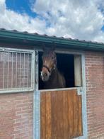 Pensionstalling, Dieren en Toebehoren, Stalling en Weidegang, Weidegang, 2 of 3 paarden of pony's