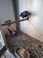 Koppel sierduiven, Meerdere dieren, Overige soorten