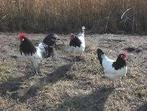 Lakenvelder kippen., Dieren en Toebehoren, Pluimvee, Vrouwelijk, Kip