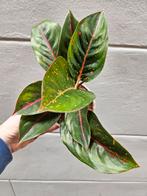 Aglaonema Dark Star p12, Huis en Inrichting, Kamerplanten, Ophalen of Verzenden