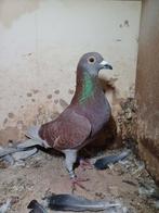 Jonge rode duivin postduif, Dieren en Toebehoren, Vogels | Duiven, Vrouwelijk, Postduif